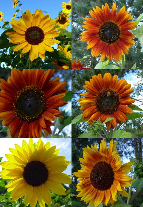 Semence de "Tournesols en mélange"
