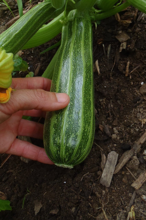 Semence de "Zucchini Cocozelle"