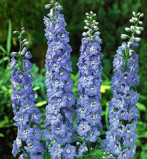 Delphinium Sky Blue