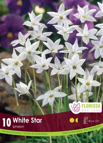 Bulbe Ipheion"White star pat"