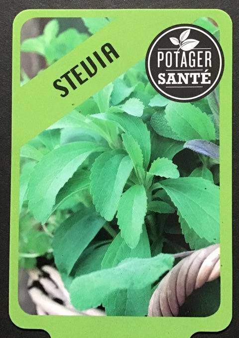 Stevia / Potager Santé