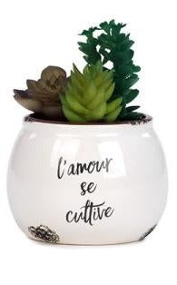Succulente en pot AMOUR