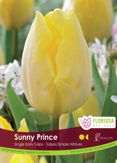 Bulbe de tulipe "Sunny prince"