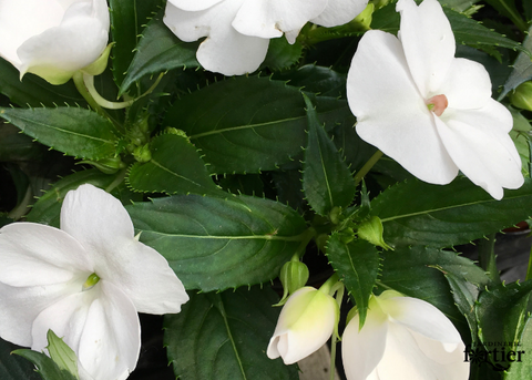Jardinière Impatiens Nouvelle-Guinée blanc