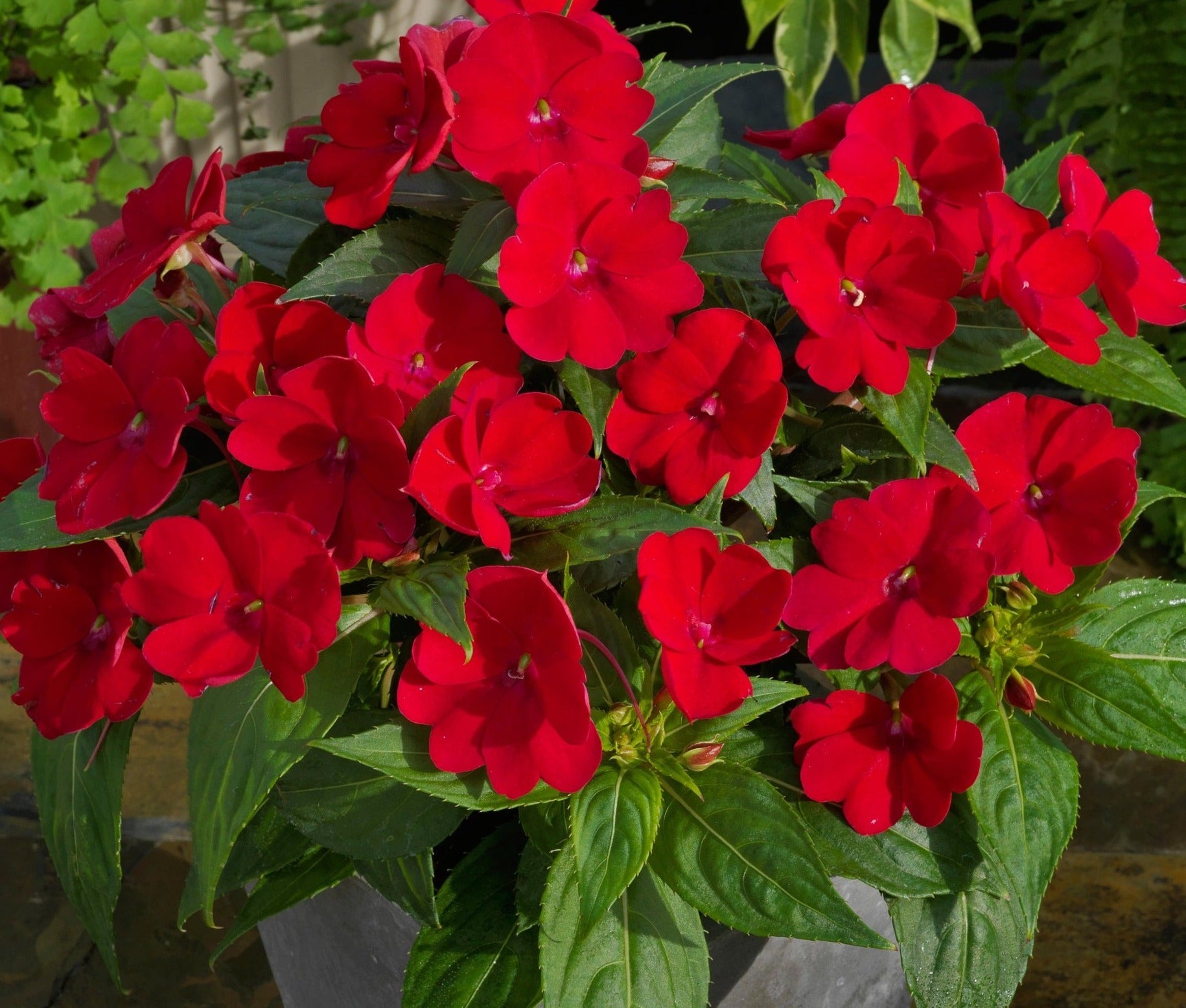 Compact Fire Red Sunpatiens compact fire red – Jardinerie Fortier