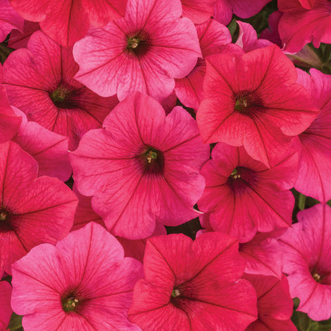 Supertunia Vista Paradise