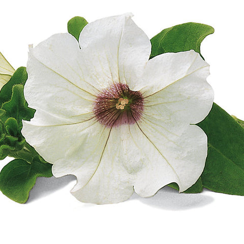 Pétunia surfinia blanc