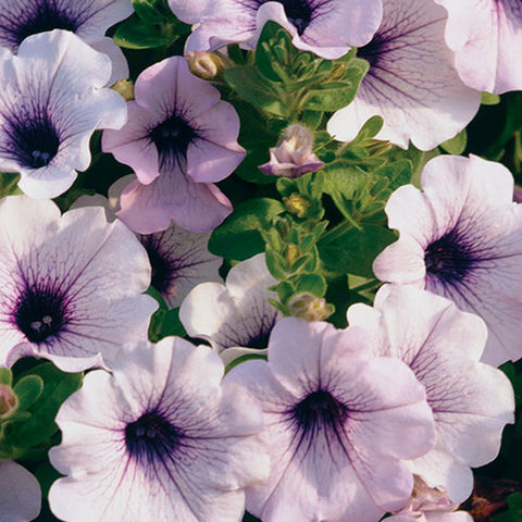 Pétunia surfinia bleu veiné
