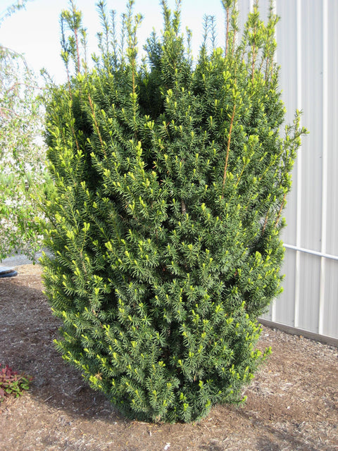 Taxus "Hicksii"