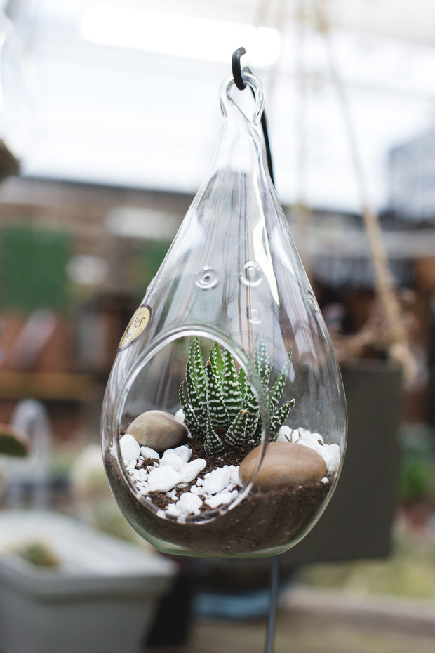 Kit de terrarium pour plantes aériennes Boule de verre à suspendre
