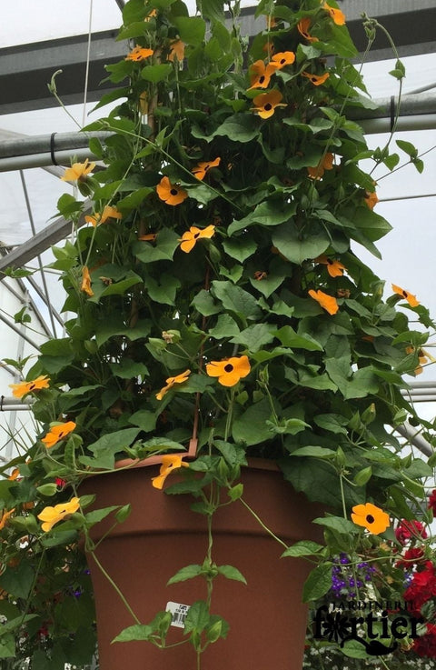 Jardinière de Thunbergia orange