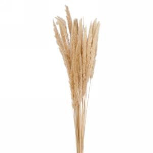 Bouquet de tige de blé