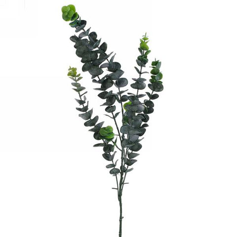 Branche d'eucalyptus