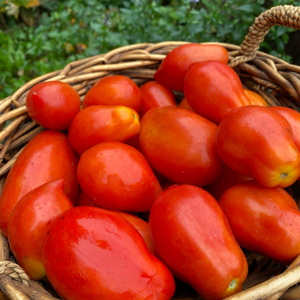 Semence "Tomate en mélange italiennes" - Bio - Écoumène