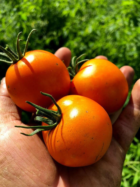 Semence de "Tomate jaune Flammée" Bio