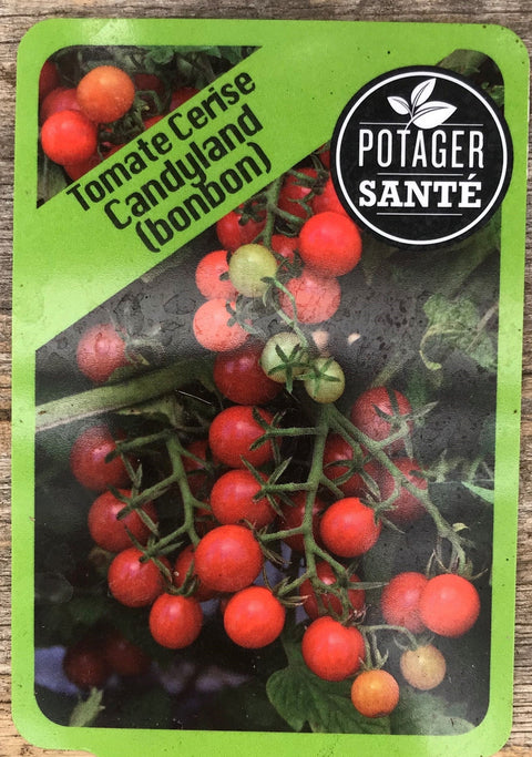 Tomate cerise Candyland / Potager Santé