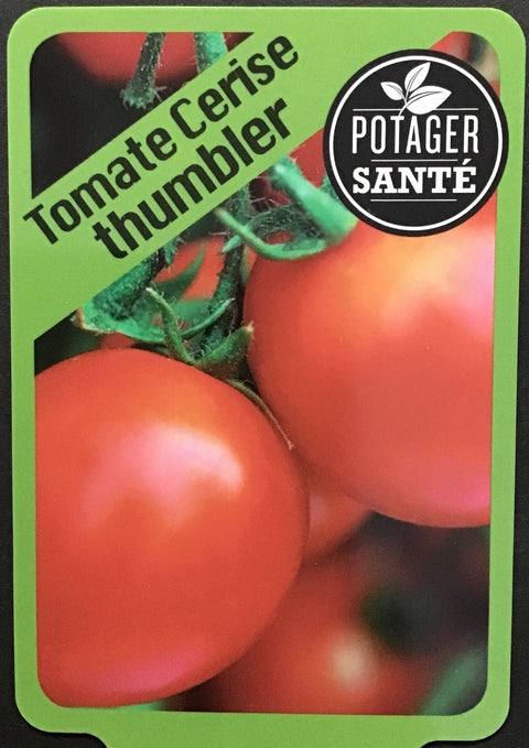 Tomate Tumbler / Potager Santé
