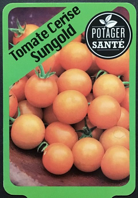 Tomate cerise Sungold / Potager Santé