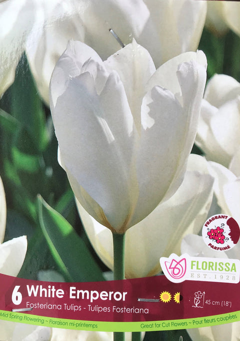 Bulbe de Tulipe "White Emperor"