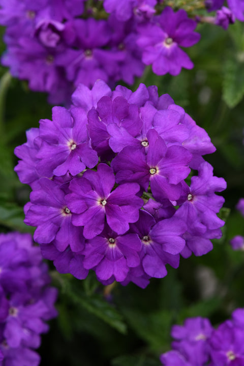Jardinière de Verveine violet