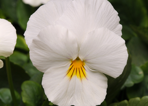 Viola blanche