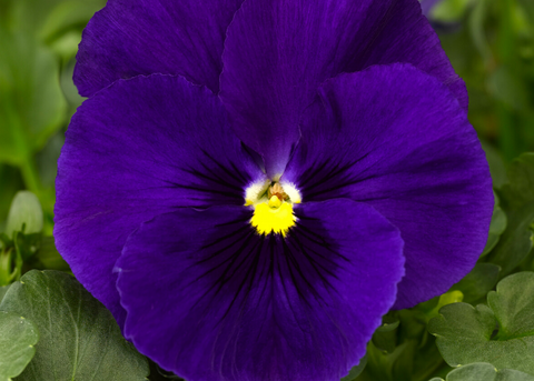 Viola deep blue