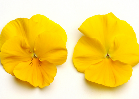 Viola jaune