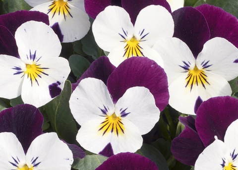 Viola white jump up