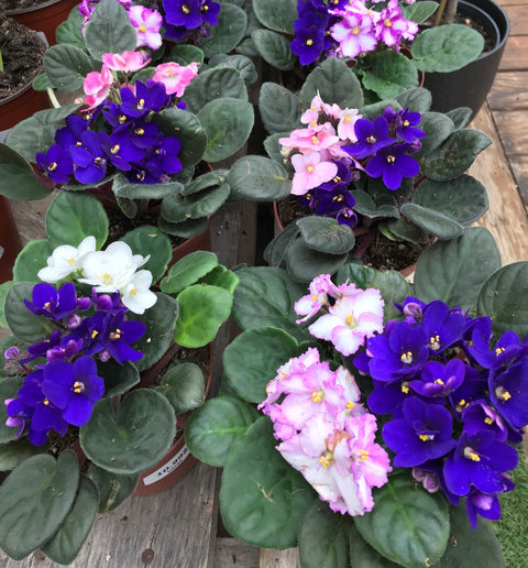 Plante d'intérieur "Violette africaine"