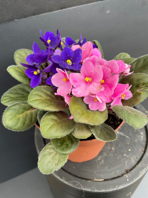 Plante d'intérieur "Violette africaine"