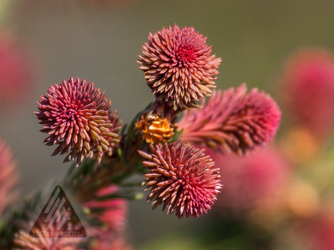 Épinette de Norvège Rubra Spicata