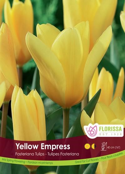 Bulbe de Tulipe "Yellow Empress"