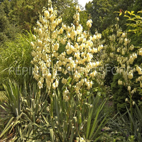 Yucca "Filamentosa"