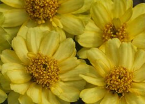 Zinnia profusion jaune