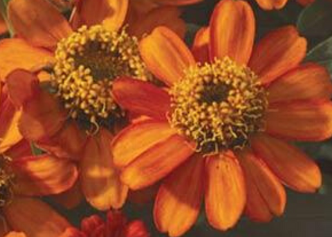 Zinnia profusion fire