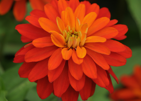 Zinnia zahara double fire