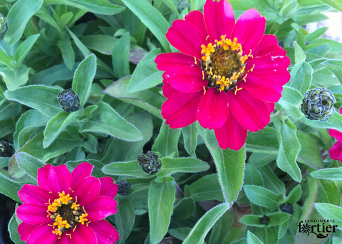 Zinnia profusion cherry